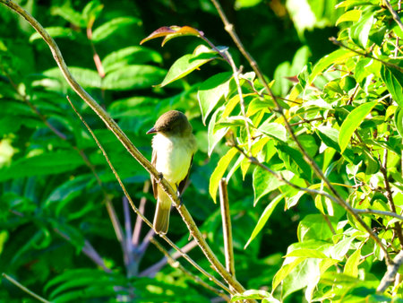 Eastern Phoebe Bird on a Branch on a Summer Dayの写真素材