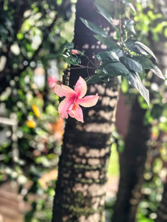 Pink Flower Bloom Close Up Macro in the Tropics on a Summer Dayの写真素材