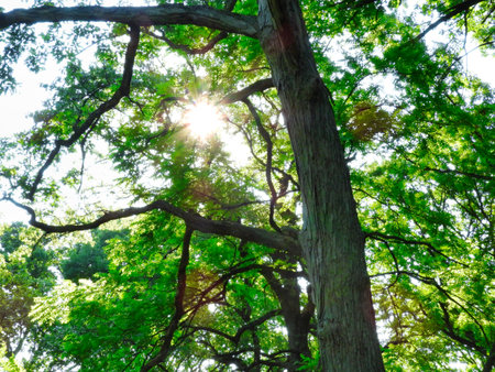 Sun Shining Through the Tree Tops in the Forest on a Summer Dayの写真素材