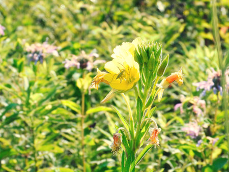 Evening Primrose Flower with a Macrolophus Caliginosus Insect on a Summer Dayの写真素材