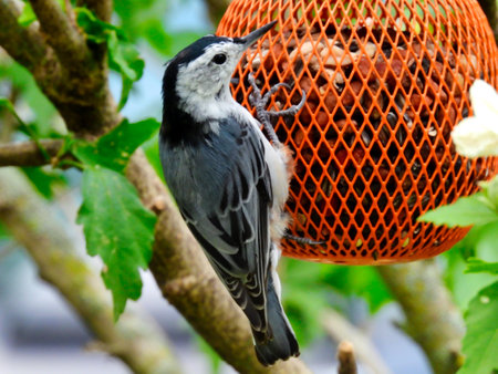 White Breasted Nutchatcher on a Ball Bird Feeder in the Summer Sunの写真素材