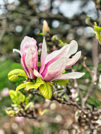 Magnolia Flower in Early Spring Close Up Macro on a Summer Dayの写真素材