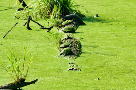 Turtles Covered in Duck Week Sun Themselves on a Floating Log on a Summer Dayの写真素材