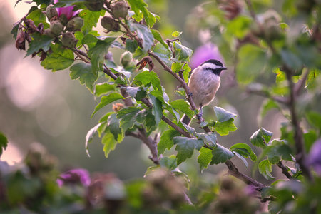 Chick-a-dee Bird Perched in a Hibiscus Flower Tree at Sunset in Summerの写真素材