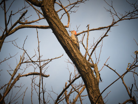 Red Bellied Woodpecker Bird Scales Side of Tree in Winterの写真素材