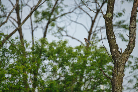 Juvenile Eastern BlueBird on a Tree Branch in Summerの写真素材