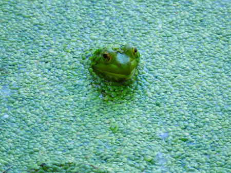 Bullfrog with Head Peaking out of a Duckweed Covered Pond in the Sunshine