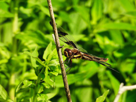 Twelve-spotted Skimmer Dragonfly on a Branch on a Summer Dayの写真素材