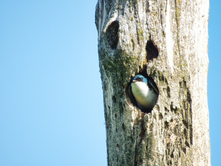 Tree Swallow Bird Peaking Its Head from a Nest in a Dead Tree on a Summer Dayの写真素材