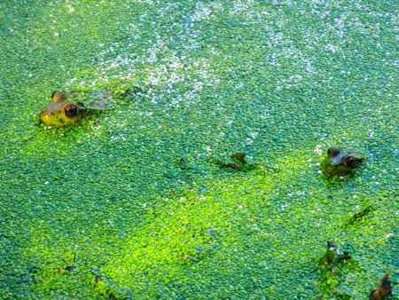 Two Bullfrogs with Head Peaking out of a Duckweed Covered Pond in the Sunshineの写真素材