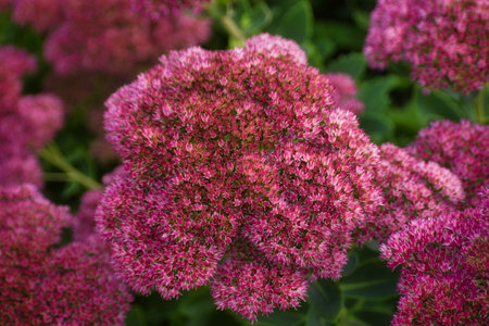 Sedums Stonecrop Flower Closeup in Fallの写真素材