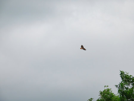 Red-Tailed Hawk Soaring Through a Cloudy Sky on a Summer Dayの写真素材