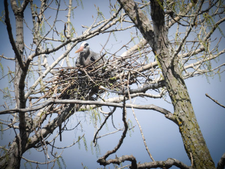 Blue Heron Bird Sitting in Nest in Early Springの写真素材