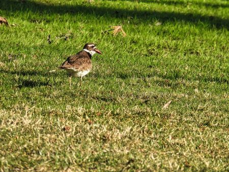 Killdeer Bird in the Grass with Worm in Mouth in the Summer Sunの写真素材