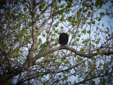 Bald Eagle Bird Raptor Perched in Tree in Early Springの写真素材