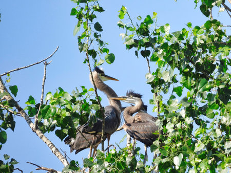 Blue Heron Bird Feeds Hungry Babies in the Summer Sunの写真素材