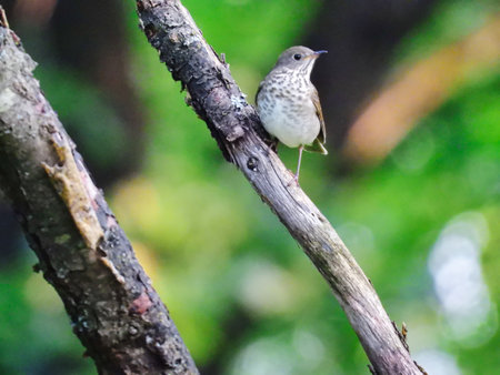 Gray-Cheeked Thrush Bird on a Bare Tree Branch on a Summer Day