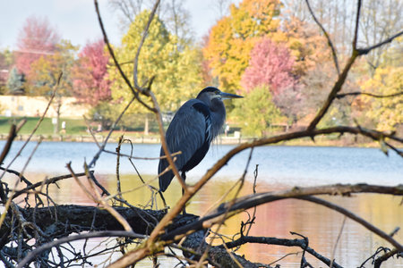 Blue Heron Bird Perched on a Tree with Fall Foliage in the Backgroundの写真素材
