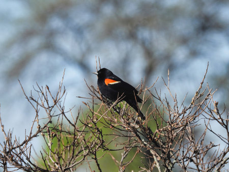 Red-Winged Blackbird Male Perched on Branches in Summerの写真素材