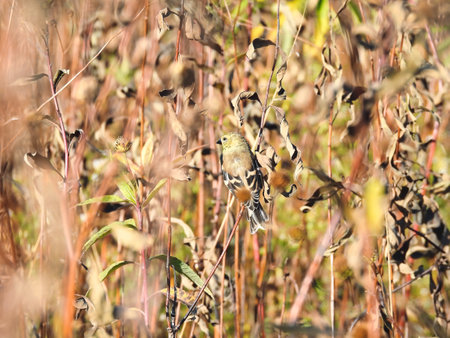 American Goldfinch Bird Perched on a Wildflower Stem on a Fall Day in the Sunshineの写真素材