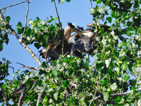 Blue Heron Bird Feeds Three Hungry Babies in the Summer Sunの写真素材