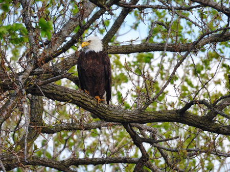 Bald Eagle Bird Raptor Perched in Tree in Early Springの写真素材
