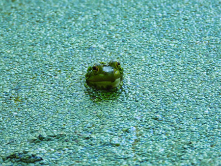 Bullfrog with Head Peaking out of a Duckweed Covered Pond in the Sunshineの写真素材