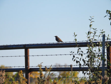 European Starling Bird on a Metal Fence Behind a Barb Wired Fence in the Sunshineの写真素材