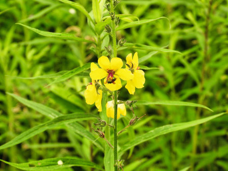 Augochlora Pura Sweat Bee on Twiggy Mullein Wildflower Closeup Macro in Summerの写真素材