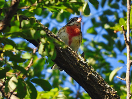 Rose-Breasted Grosbeak Bird on a Tree Branch in the Sunshineの写真素材