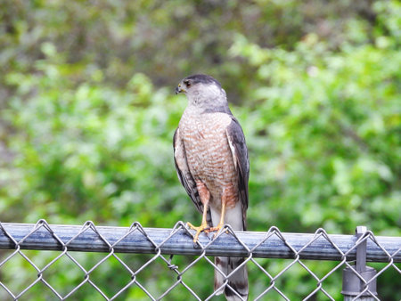Cooper's Hawk Raptor Bird Perched on a Suburban Metal FenceÂ 