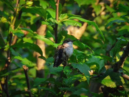 Ruby-Throated Hummingbird Fluffs Out Perched on a Branch on a Summer Day