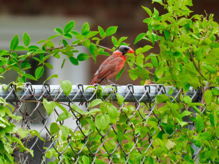 Molting Northern Cardinal Bird After Breeding Season Perched on a Fence on a Summer Dayの写真素材