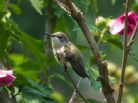 Hummingbird Perched: A ruby throated hummingbird is perched on hibiscus bush branch with pollen on it on a summer dayの写真素材