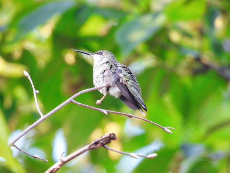 Hummingbird Perched: A ruby throated hummingbird is perched on tree branch on a summer day
