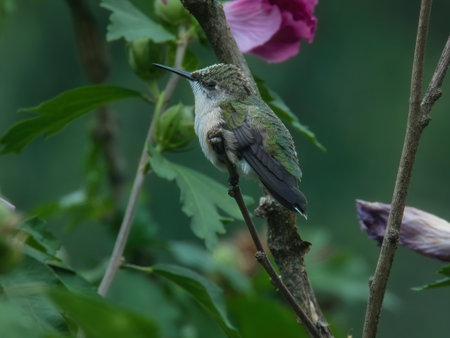 Hummingbird Perched: A ruby throated hummingbird is perched on hibiscus bush branch with pollen on it on a summer dayの写真素材