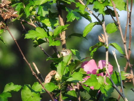 Hummingbird Perched: A ruby throated hummingbird is perched on hibiscus bush branch with pollen on it on a summer dayの写真素材