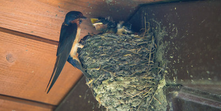 Barn Swallow Feeding Babies: An adult barn swallow bird feeding hungry baby barn swallows in a mud bird next in the eve of a picnic shelter on a summer dayの写真素材