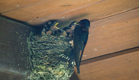 Barn Swallow Feeding Babies: An adult barn swallow bird feeding hungry baby barn swallows in a mud bird next in the eve of a picnic shelter on a summer dayの写真素材