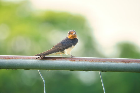 A Barn Swallows Perched on a Metal Fence with Green Foliage in Background on a Summer Dayの写真素材