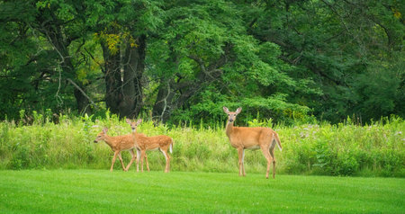 Mamma White-Tailed Deer Doe and Two Fawns on the Grass in Front of Prairie Wildflowers on a Summer Dayの写真素材