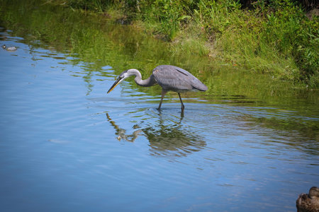 Blue Heron Bird Wades Through a Pond on a Summer Dayの写真素材