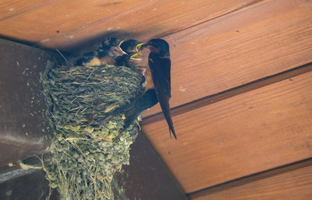 Barn Swallow Feeding Babies: An adult barn swallow bird feeding hungry baby barn swallows in a mud bird next in the eve of a picnic shelter on a summer dayの写真素材