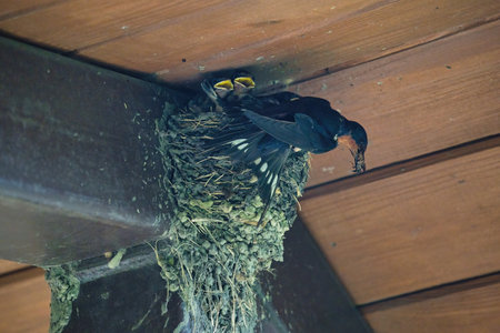 Barn Swallow Feeding Babies: An adult barn swallow bird feeding hungry baby barn swallows in a mud bird next in the eve of a picnic shelter on a summer dayの写真素材