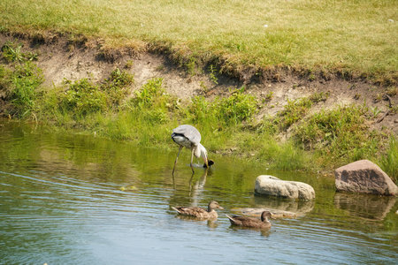 Blue Heron Bird with a Large Catfish Caught in a Pond on a Summer Dayの写真素材