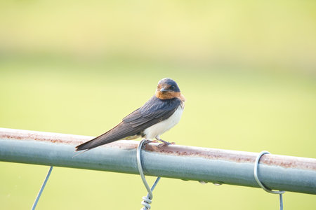 A Barn Swallows Perched on a Metal Fence with Green Foliage in Background on a Summer Dayの写真素材