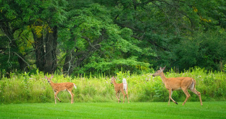 Mamma White-Tailed Deer Doe and Two Fawns on the Grass in Front of Prairie Wildflowers on a Summer Dayの写真素材