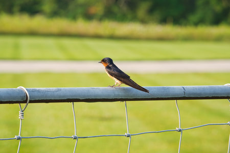 A Barn Swallows Perched on a Metal Fence with Green Foliage in Background on a Summer Dayの写真素材
