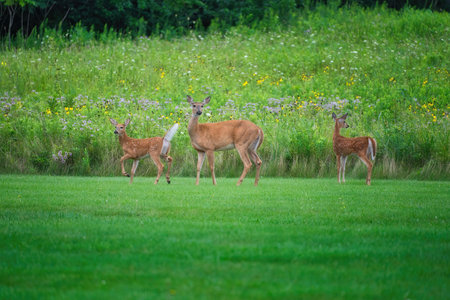 Mamma White-Tailed Deer Doe and Two Fawns on the Grass in Front of Prairie Wildflowers on a Summer Dayの写真素材