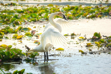 Swan Stretches in the Sun at Dawn: A trumpeter swan stretches and preens in the shallow area of a lake filled with lily pads in the early morning on a summer dayの写真素材